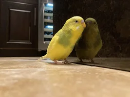 Is my budgie a boy or a girl?