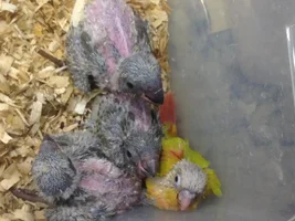 Ruppell's parrot