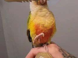 Teeko