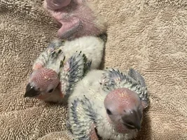 Baby sun conures!