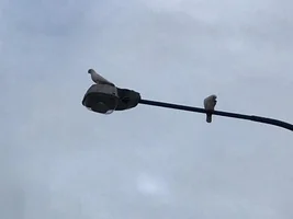 Some local toos