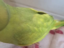 Ringneck feathers