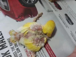 help! injured baby lovebird