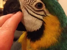 Age guesstimates of macaws by wrinkles?