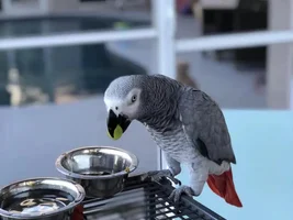 African Grey Congo female