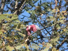 A Few More wild Galahs