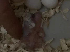 Baby budgie day 2!