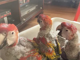 Macaw price?
