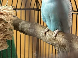 Sick parakeet