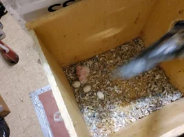 Two new babies.