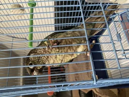 I brought a new gc conure home