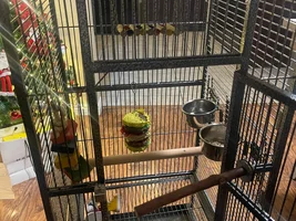 Help!! New cage