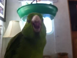 August POTM Contest