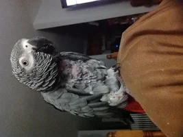 African grey plucking or moulting?