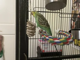 Hello! My entire life story about budgies :)