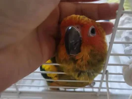 Can't wait to get my little sun conure! [Update: arrived!]