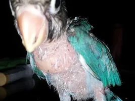 Finally i got a guaranty lovebird pair :) here is the baby