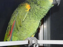 20ish year old male Amazon
