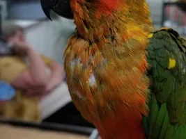 Conure Training?