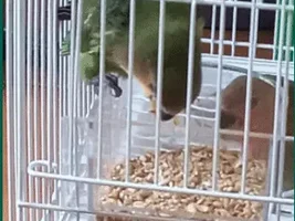 Experience raising 2 lovebird babys as a beginner with ParrotForums