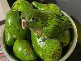 Parrot ID please