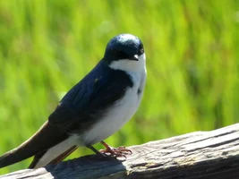 Potter Marsh birding photos!