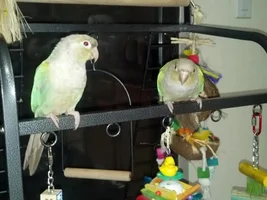 Pics of Kalika and Makana