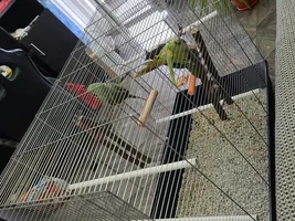 New Alexandrine owner