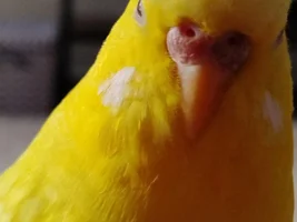 Close ups!