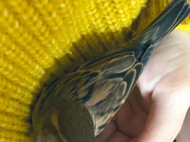 (help!) how long does egg laying take?