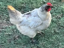 Chickens! Can you guys tell me what kinds they are?