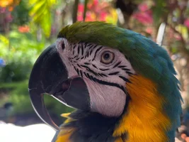 Happy 51st Gotcha Day, Kabuki!