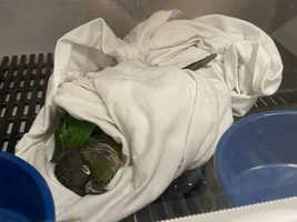 something is wrong with my bird. [emergency]