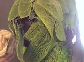 Panama Amazon Molting?