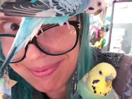 Hello! Budgies to Bourkes!