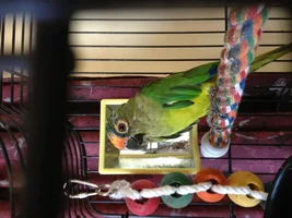Peach-fronted conure, looking terrible!
