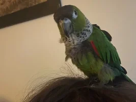my 2 conures are sleeping on the bottom of their cages..are they okay?