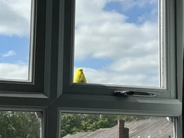 New and unexpected budgie owner calling help!