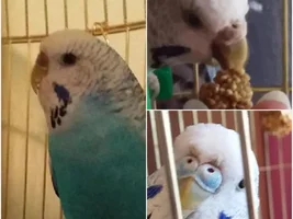 My budgie's cere changed color !