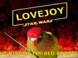 A sweet little birdie called Lovejoy 💖