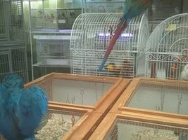 Macaw's & Other Birds i help with