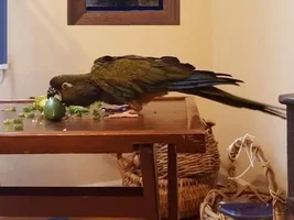 Harrison's Bulletin Bird Publication - the Rickeybird!