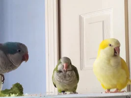 Laura's Flock Thread