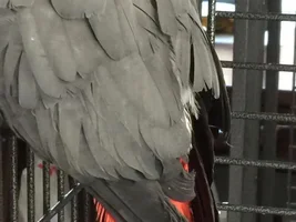 Chicco's Plumage