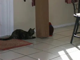 Cats and birds, how do ya'll handle it?