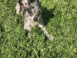 Introducing Remington!