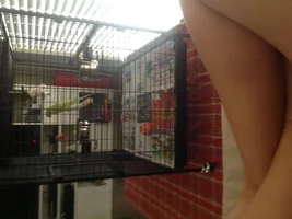 Some-what bird newbie!