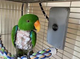 What to do for a feather plucking bird in winter?!?