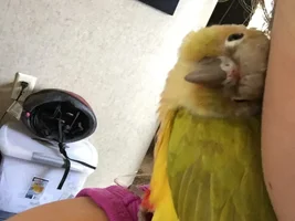 Small bird photo thread!