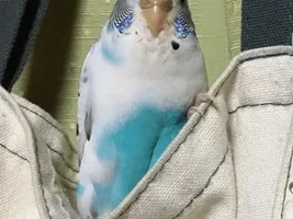 Looking for Specific Naturally Molted Budgie Feathers for Crafting
